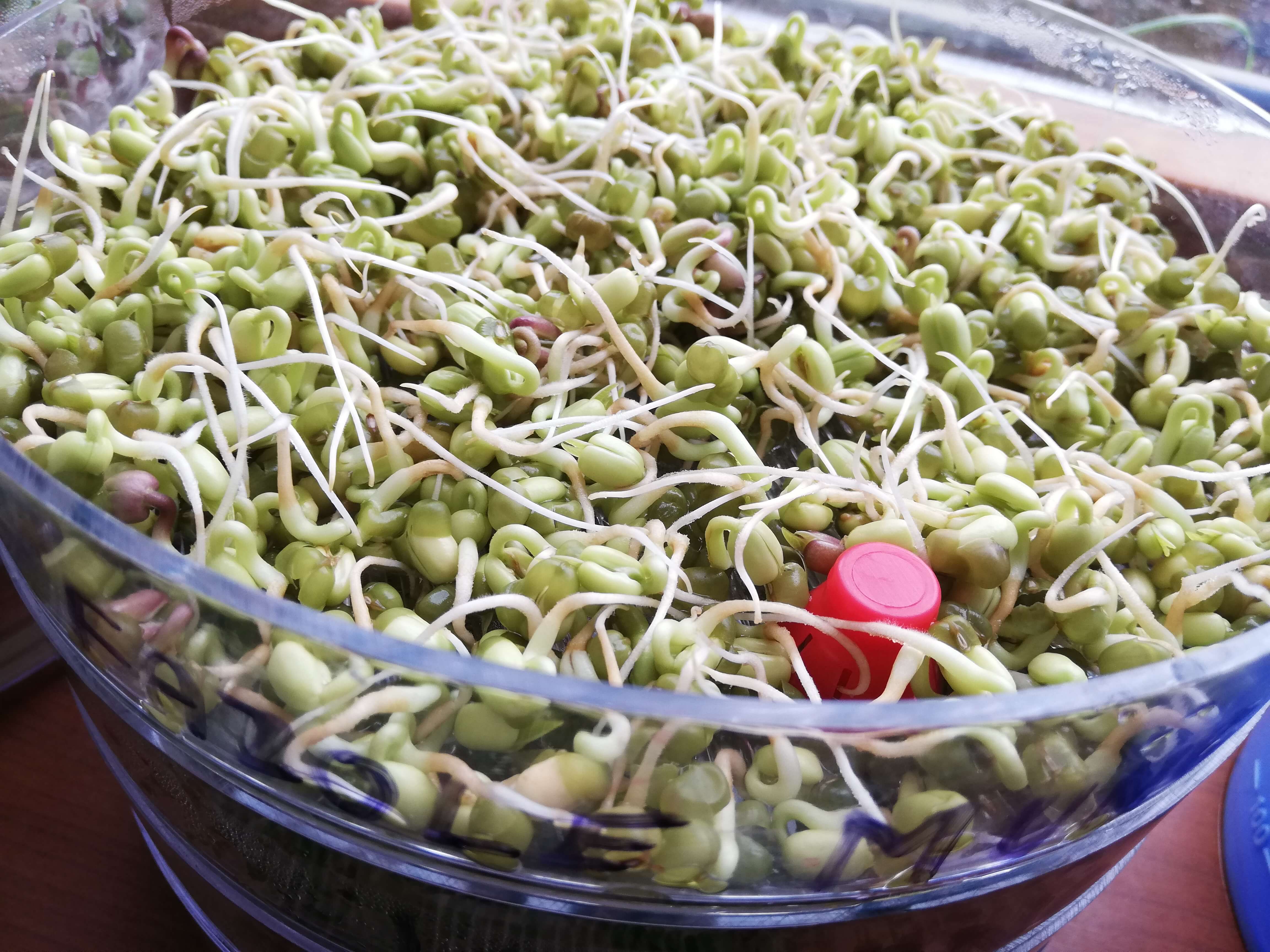 Fazole mungo na klíčení v nádobě